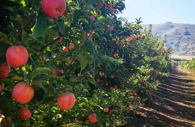 Трехцветные яблоки здоровья, или Сгулот месяца Шват