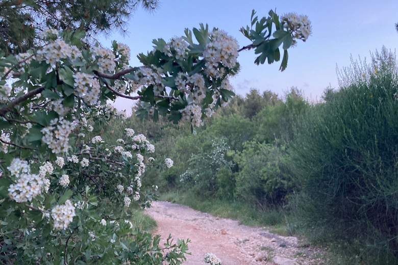 Сгулот месяца Нисан колонка р Александра Цви Сыпкова